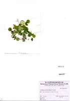 藏品(Acetabularia ryukyuensis Okamura et Yamada)的圖片